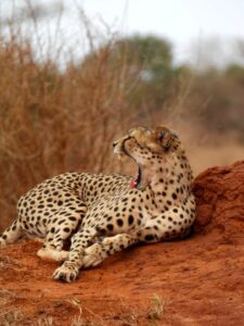Safari au Kenya